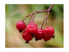 006 Wimpole Hall  Berries