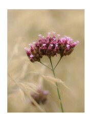 007 Wimpole Hall  Verbena