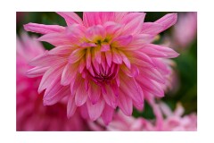 009 Wimpole Hall  Dahlia