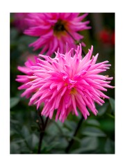 010 Wimpole Hall  Dahlia