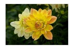 011 Wimpole Hall  Dahlia