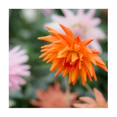 012 Wimpole Hall  Dahlia