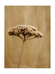 016 Wimpole Hall  Seedhead