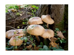 001 Brandon Country Park