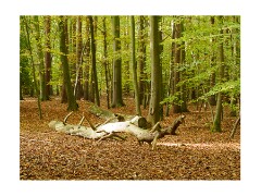 009 Brandon Country Park