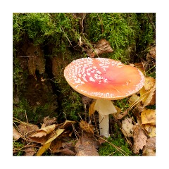 015 Brandon Country Park