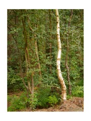 001 Yorkshire  Woodland