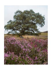 002 Yorkshire  Hawnby Moor