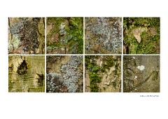 013 Yorkshire  Lichen on Trees