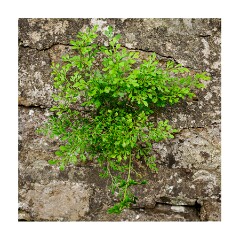 016 Yorkshire  plant on Ivelet Horsepack Bridge