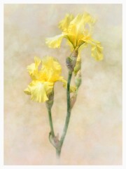 004 Artistic Flower Impressions  Yellow Iris