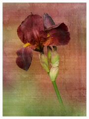 007 Artistic Flower Impressions  Red Iris