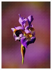009 Artistic Flower Impressions  Iris