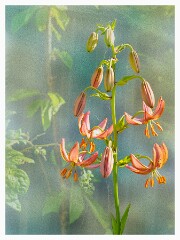 010 Artistic Flower Impressions  Lilies
