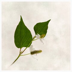014 Artistic Flower Impressions