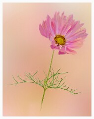 015 Artistic Flower Impressions  Cosmos