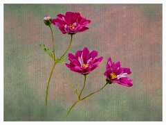 016 Artistic Flower Impressions  Cosmos
