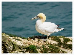 009 Bridlington Holiday  Bempton Cliffs