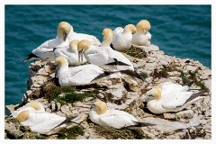 010 Bridlington Holiday  Bempton Cliffs