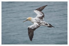 011 Bridlington Holiday  Bempton Cliffs