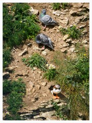012 Bridlington Holiday  Bempton Cliffs