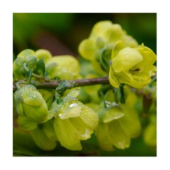 004 Cambridge Botanical Gardens  Mahonia in Flower