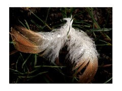 007 Cambridge Botanical Gardens  Raindrops on Feather