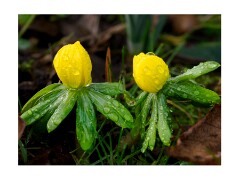008 Cambridge Botanical Gardens  Winter Aconites
