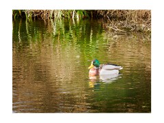 014 Cambridge Botanical Gardens  Mallard