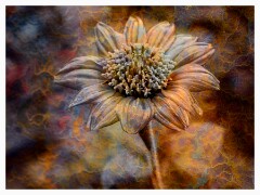 001 Flower Impressions  Flower with Rust