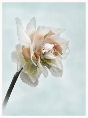 004 Flower Impressions  Daffodil