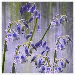 006 Flower Impressions  Bluebells