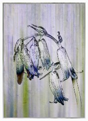 006 Flowers Impressions  Bluebell