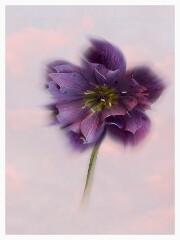 008 Flowers Impressions  Hellebore