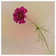 014 Flower Impressions  Cosmos