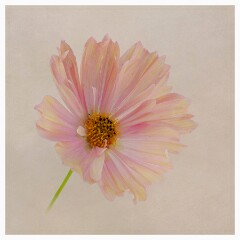 015 Flower Impressions  Cosmos
