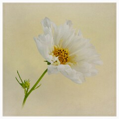 016 Flower Impressions  Cosmos
