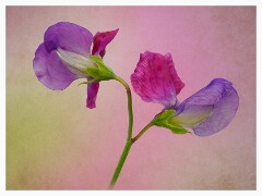 018 Flower Impressions  Sweetpea