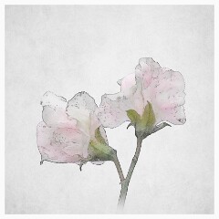 019 Flower Impressions  Sweetpea