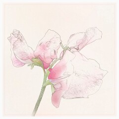 020 Flower Impressions  Sweetpea