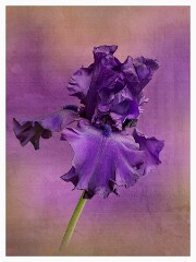 022 Flower Impressions  Iris