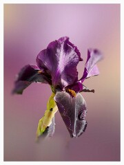 Flower Project