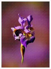024 Flower Impressions  Iris