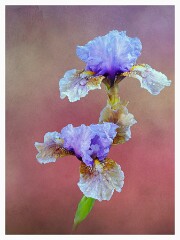 025 Flower Impressions  Iris