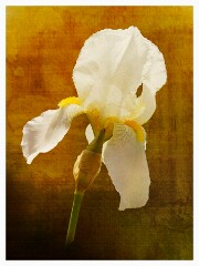 026 Flower Impressions  Iris