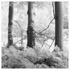 012 Yorkshire  High key Beech Woodland