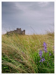 024 Northumberland  Bluebells  in the Sand Dunes Bamburgh Castle,