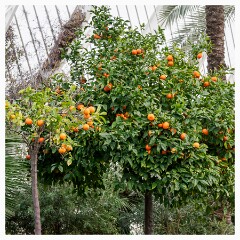 014 Valencia  Orange Tree in the Umbracle